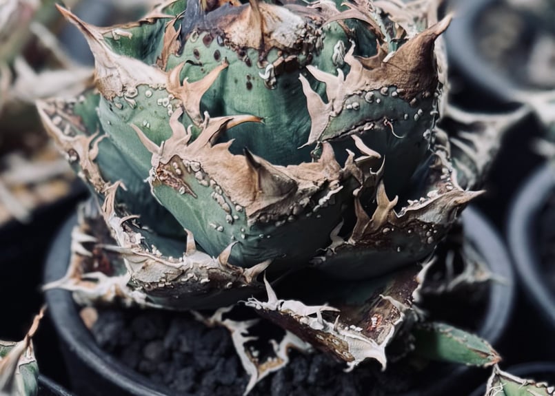 アガベ・チタノタ 麻花（芽）-025｜agave Twist Dragon/Ma Hua |