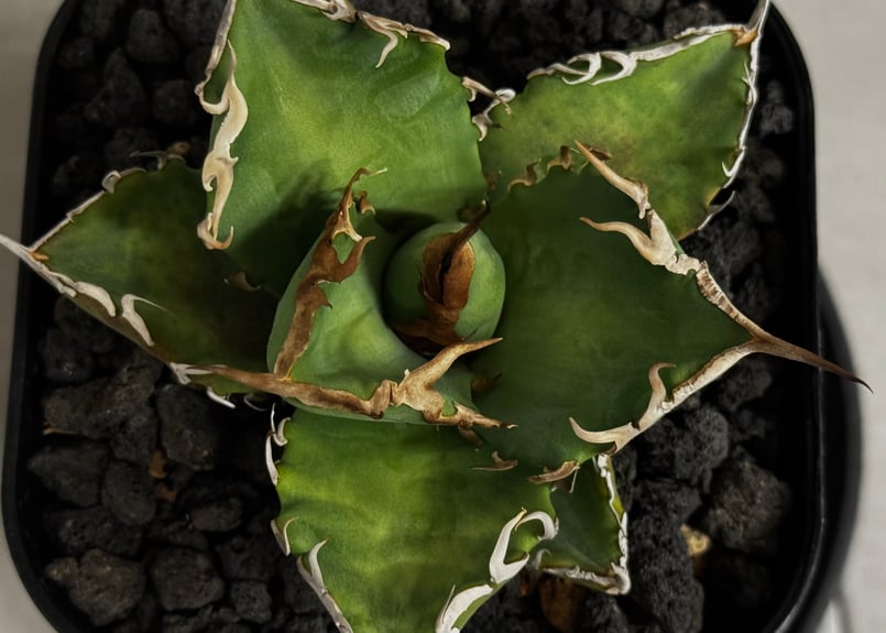アガベ・チタノタ 黒犀牛（芽）-040｜agave titanota black rhino