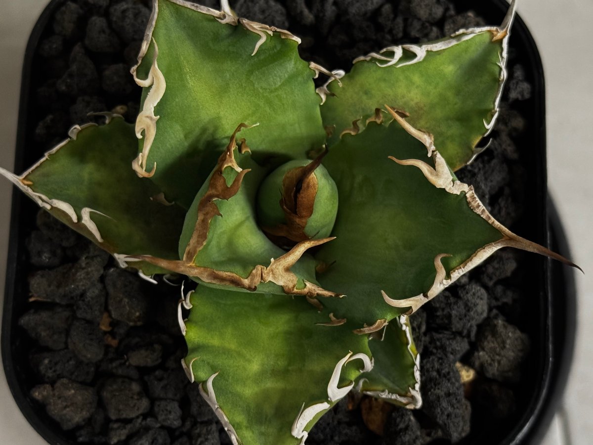 アガベ・チタノタ 黒犀牛（芽）-040｜agave titanota black rhino