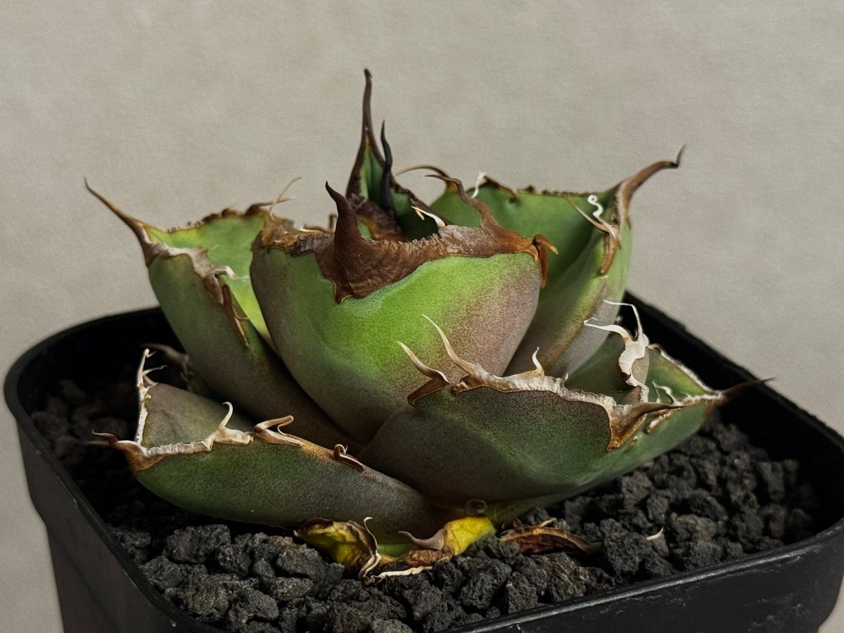 343＊コレクション株＊【1.4写真更新】アガベ チタノタ 黒豹 アガベ