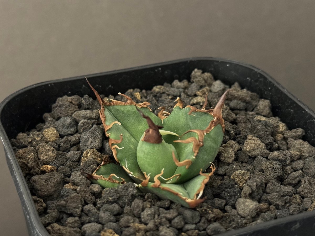 アガベ・チタノタ シーザー/CJ血統（凱撒）芽-002｜agave