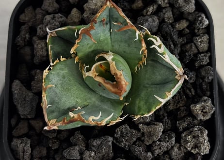 アガベ・チタノタ 疣猪/丸叶背刺（芽）-021｜agave titanota warthog