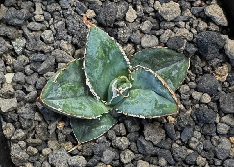 アガベ・チタノタ 繁星(芽)-007|agave titanota star‐studded アガベ・チタノタ 繁星(芽)-007|agave titanota star‐studded