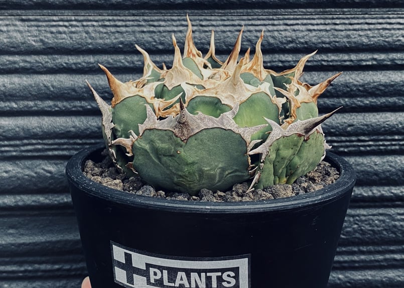 アガベ・チタノタ 烈焔（ボールタイプ）中-007｜agave titanota flame |