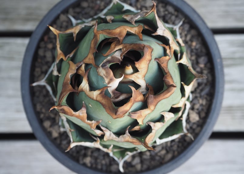 【アガベ】姫厳龍　ベアルート アガベ】姫厳龍ベアルート超ボールタイプ