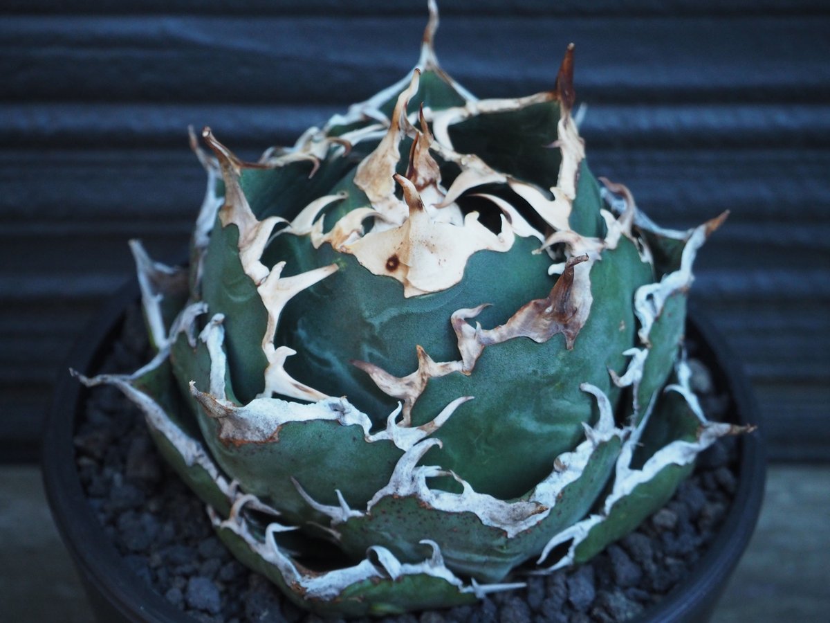 アガベ　チタノタ　白鯨　ボールタイプ アガベ・チタノタ白鯨（ボールタイプ）中-065｜agave titanota