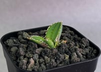 アガベ・チタノタ　大白鯊／Lize血統（芽）-010｜agave titanota 大白鯊