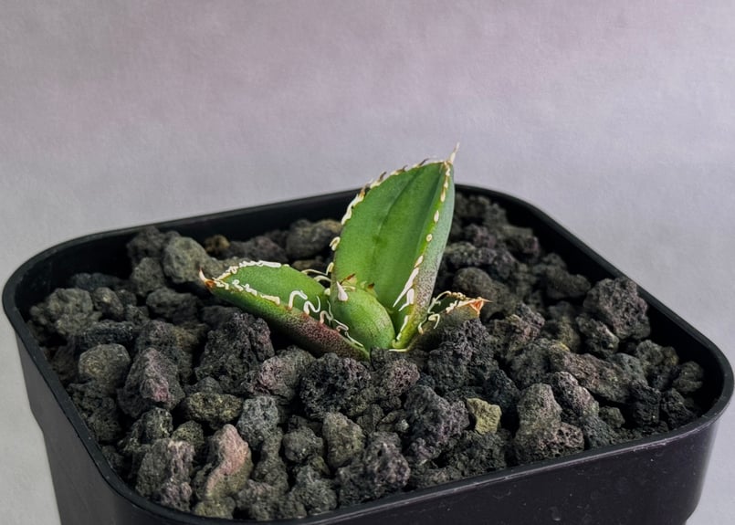 アガベ・チタノタ 大白鯊／Lize血統（芽）-010｜agave titanota 大白鯊