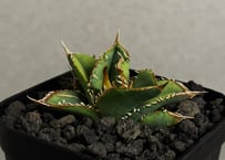 アガベ・チタノタ FO/オテロイ（ワイドタイプ）｜agave titanota FO