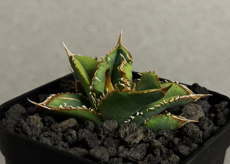 アガベ・チタノタ 万妖后（芽）-004｜agave titanota wan yao hou