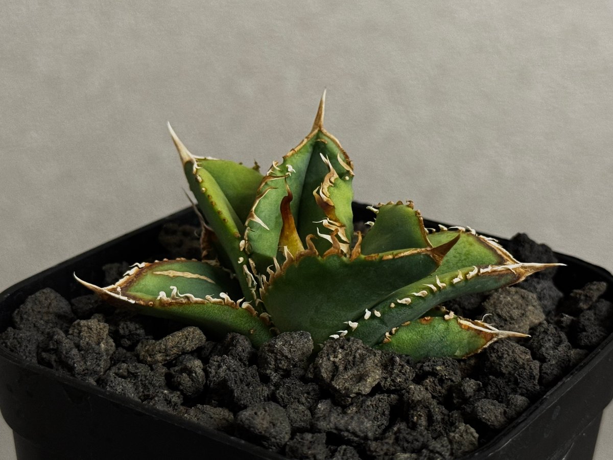 アガベ・チタノタ 万妖后（芽）-004｜agave titanota wan yao hou
