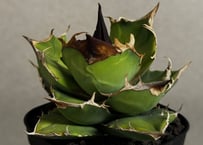 アガベ・チタノタ ハデス (黒帝斯)_小-012｜agave titanota hades |