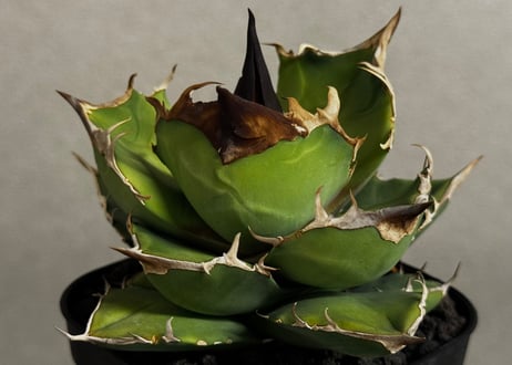 CATEGORY Titanota white rhino｜白犀牛 | Plus_Plants