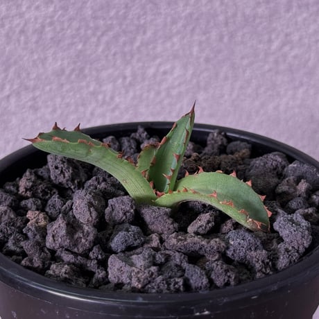 萬代厳竜 | STORES