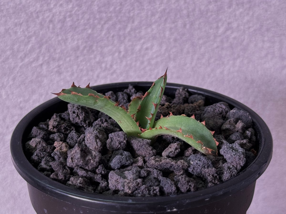 アガベ・チタノタ 萬代 X 厳竜（寛版刺/Lize血統）芽-006｜agave