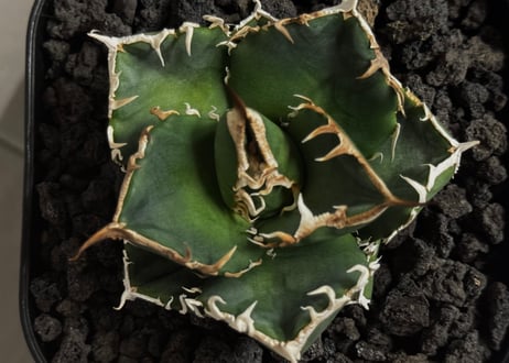立可白/SAD(芽）-052｜agave titanota south african diamond