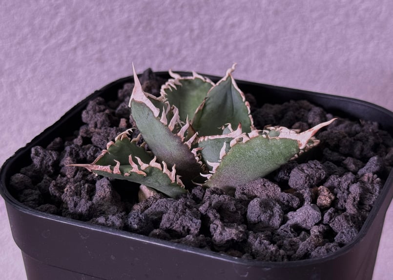 アガベ・チタノタ 白毫刺（芽）-019｜agave titanota | Plus_Plant