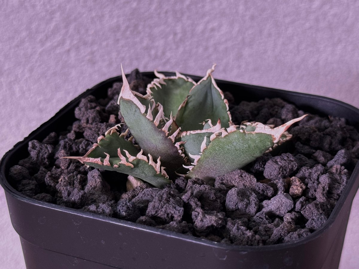 w*s様 アガベ　チタノタ　白毫刺 fit=scale-down,w=1200