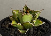 アガベ　チタノタ　大白鯊　中子株　lize血統 アガベ・チタノタ 大白鯊／Lize血統（芽）-007｜agave titanota 大白鯊