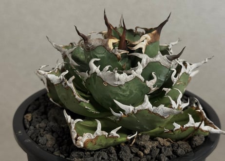 CATEGORY agave｜アガベ | Plus_Plants STORE