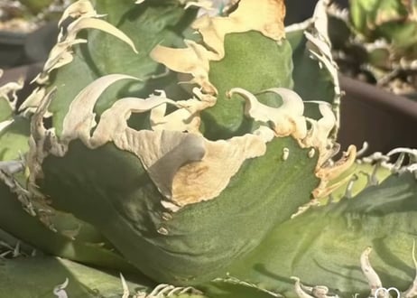 アガベ・チタノタ 白幽霊（芽）-006｜agave titanota white ghost