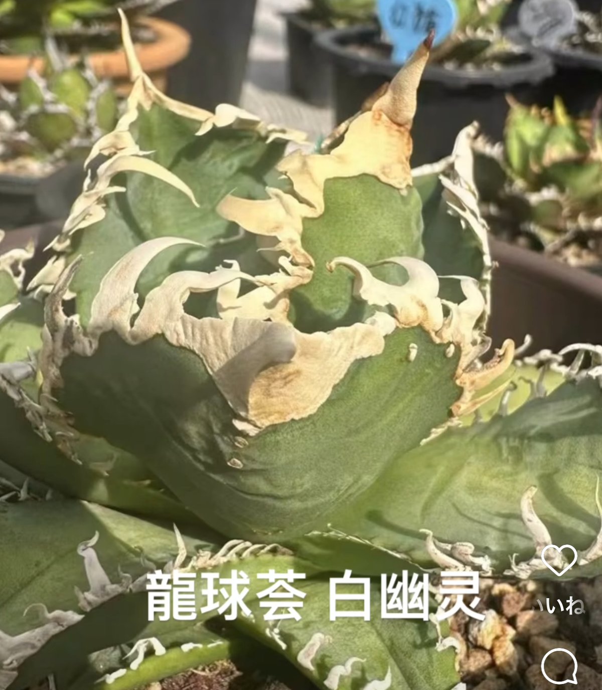 アガベ・チタノタ 白幽霊(芽)-005|agave titanota white アガベ・チタノタ 白幽霊(芽)-005|agave titanota white
