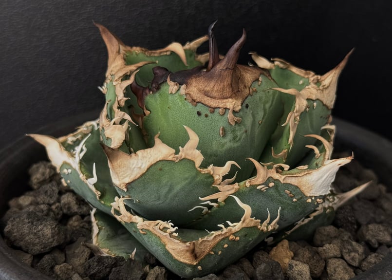 アガベ・チタノタ 疣猪/丸叶背刺（芽）-008｜agave titanota warthog