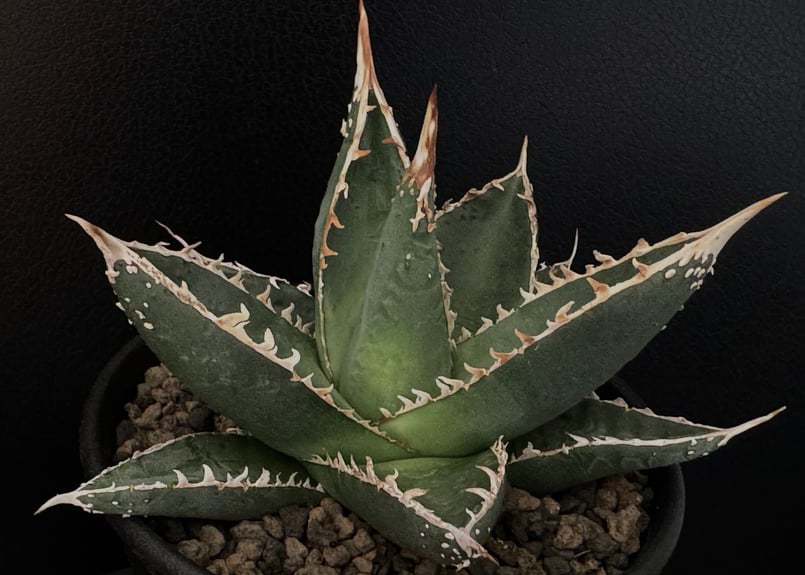アガベ帝釈天（中株）-002｜agave purpusorum（ghiesbreghtii）