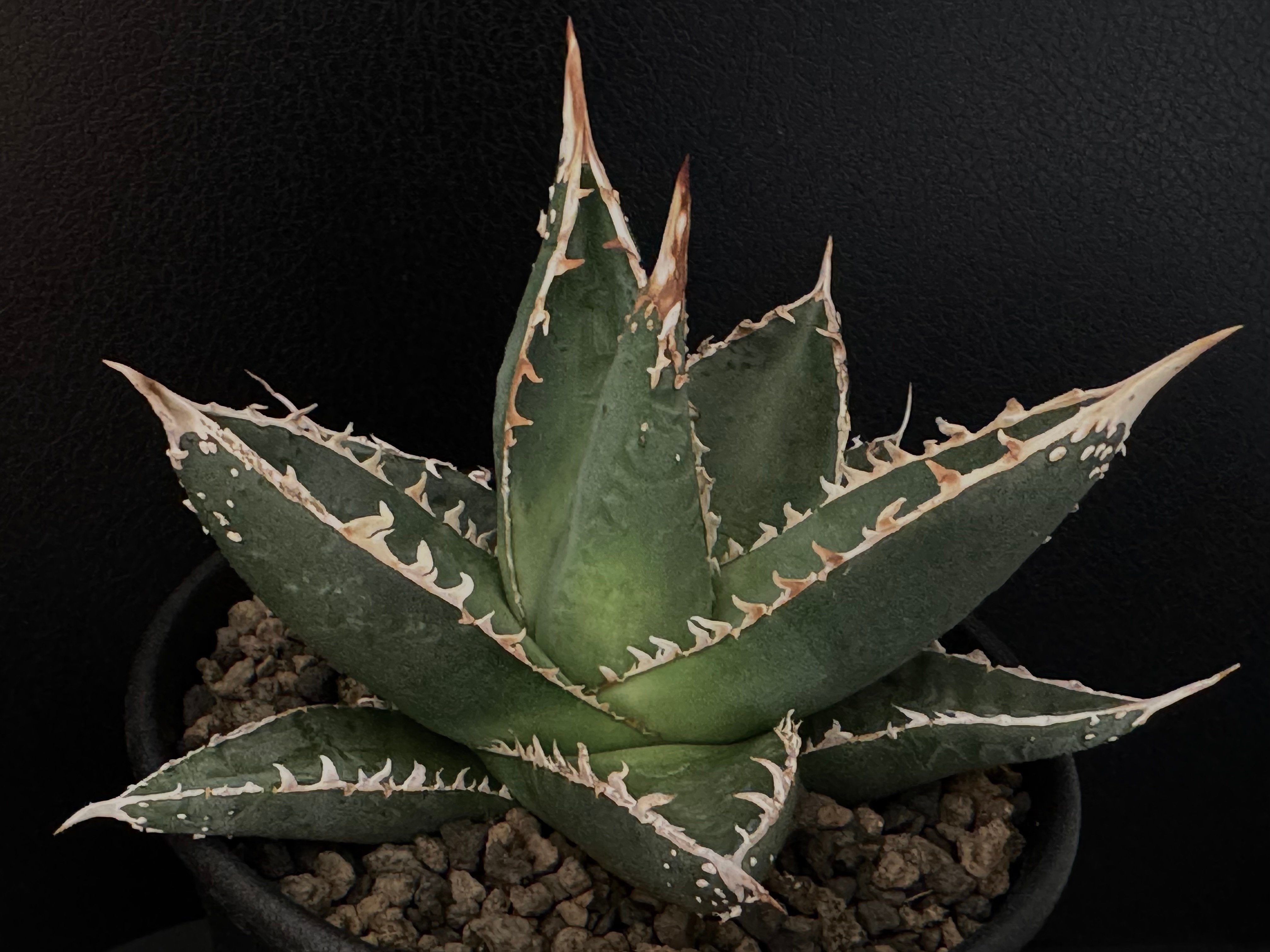 アガベ帝釈天（中株）-002｜agave purpusorum（ghiesbreghtii）