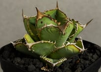 アガベ・チタノタ 達磨(芽)-003｜agave titanota DARUMA | Plus