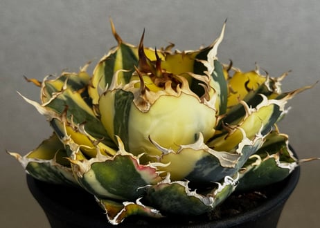 CATEGORY Titanota White whale variegated｜白鯨（斑入り