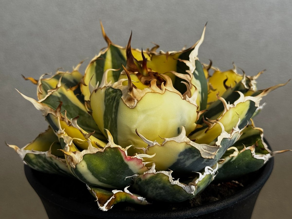 アガベ・チタノタ白鯨（縞斑）中-002｜agave titanota white whale