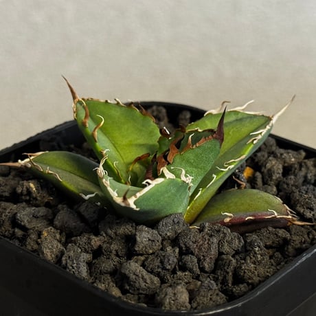 アガベシーザー | STORES