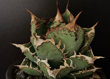 アガベ・チタノタ　隕石(ミーティアライト)-041｜agave titanota meteorite