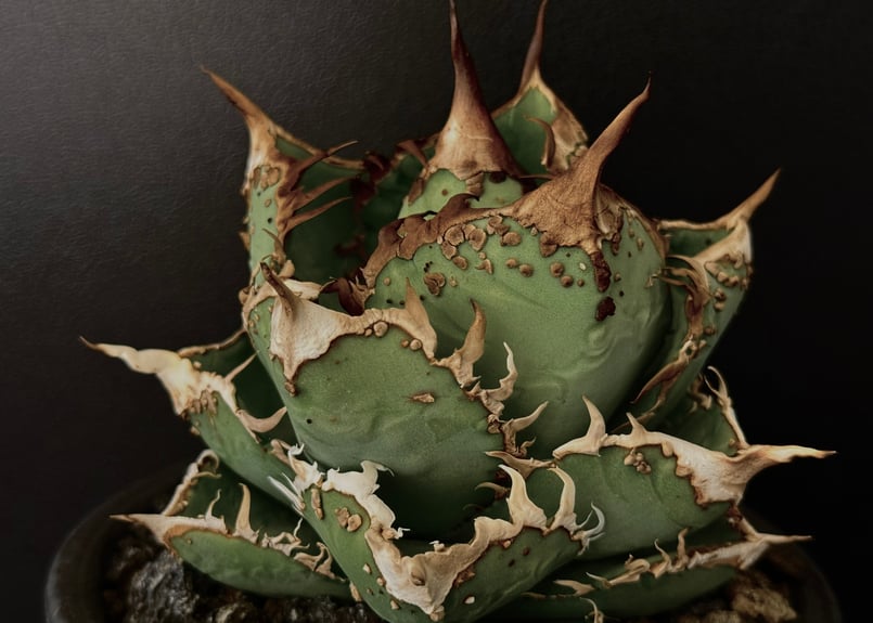 ◇子株付き◇アガベ・チタノタ 隕石(ミーティアライト)-022｜agave