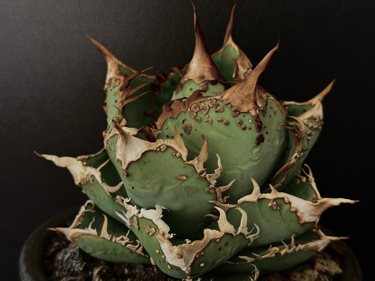 ◇子株付き◇アガベ・チタノタ 隕石(ミーティアライト)-022｜agave