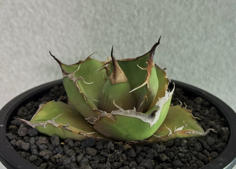 アガベ・チタノタ 黒豹（小株）-062｜agave titanota black