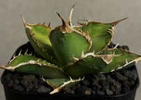 アガベ・チタノタ 皇冠(台湾Lize産)-006｜agave titanota Crown |