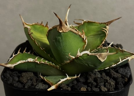 CATEGORY Titanota green ghost｜緑幽霊 | Plus_Plants