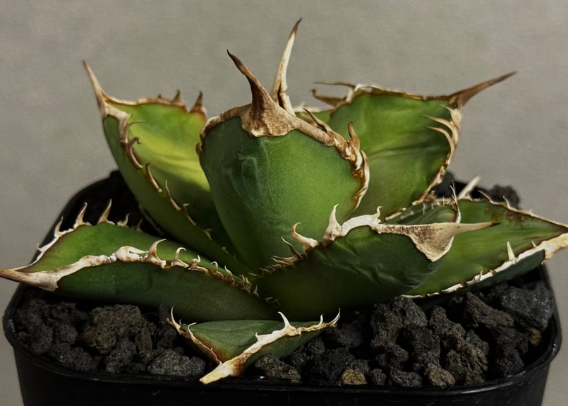 アガベ オテロイ 緑幽霊 初代親株 A128 緑幽霊】 #agave #titanota #アガベ #アガベチタノタ #観葉植物