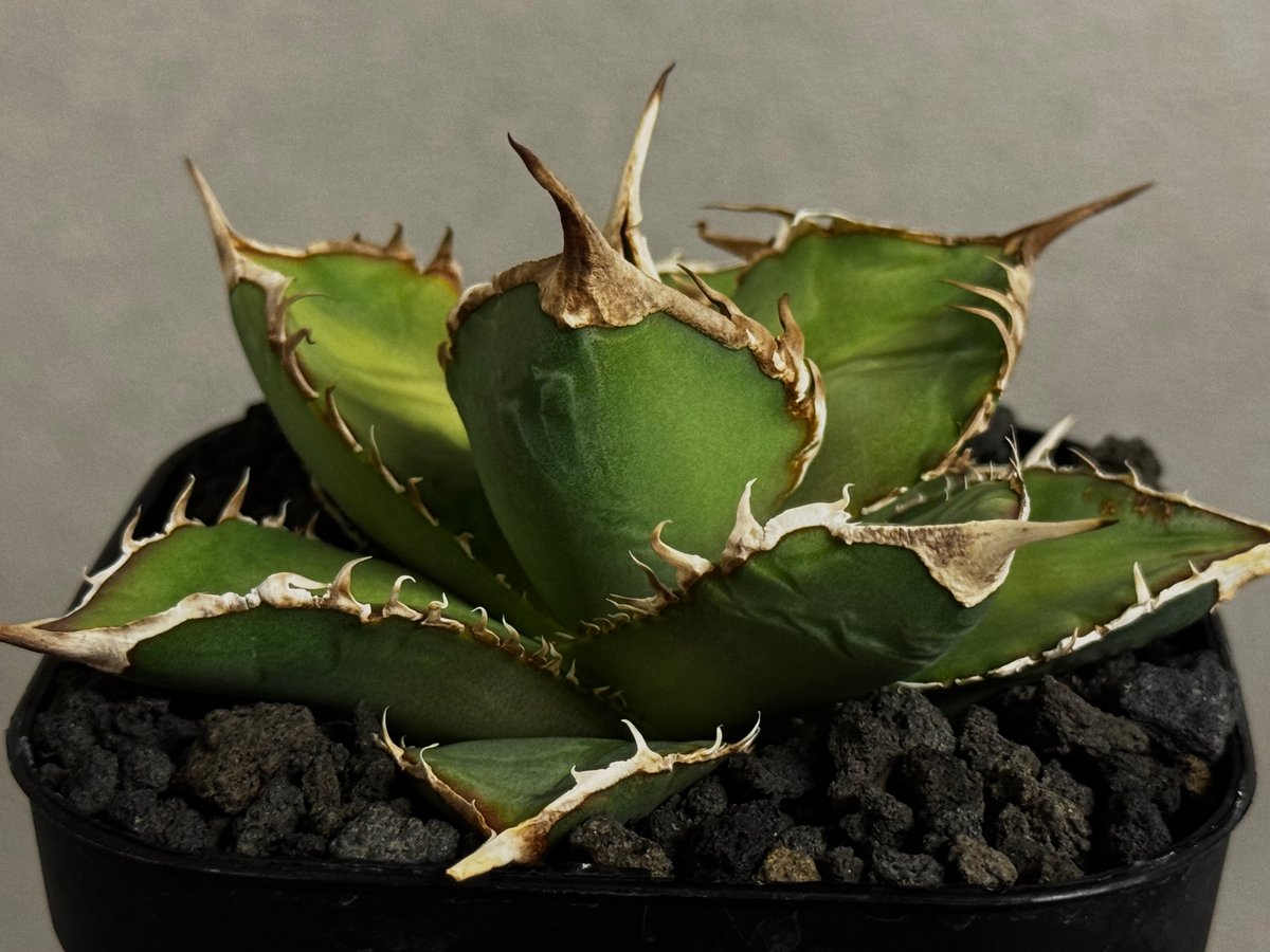 アガベ 緑幽霊 親株 アガベ・チタノタ 緑幽霊（芽）-005｜agave titanota green ghost
