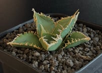 アガベ・チタノタ 虎鯨/シャチ（芽）-001｜agave titanota orca