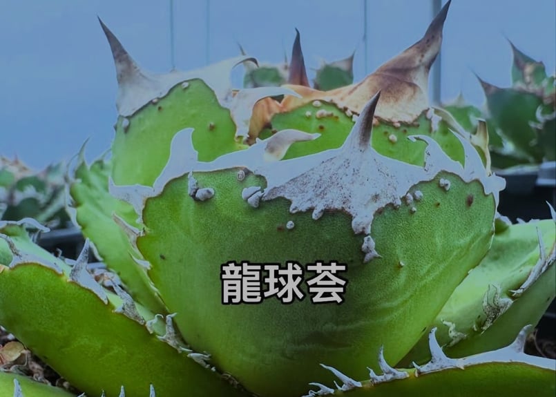 アガベ・チタノタ 星雲(ネビュラ)-001|agave titanota nebula アガベ・チタノタ 星雲(ネビュラ)-001|agave titanota nebula