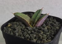 アガベ・チタノタ白鯨（縞斑）中-002｜agave titanota white whale