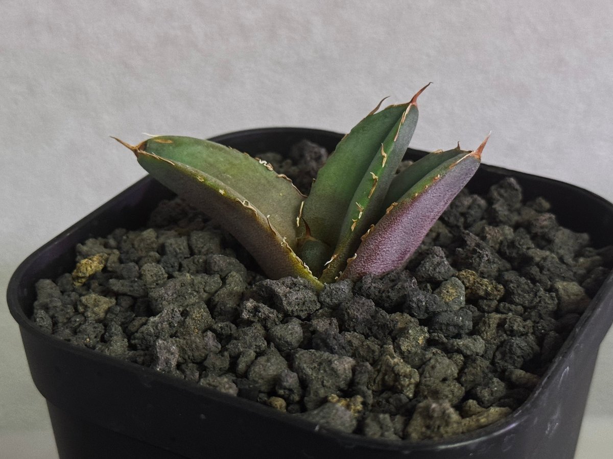 アガベ・チタノタ 白火焔(芽/Lize血統)-028｜agave titanota white