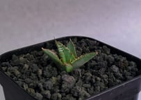 アガベ・チタノタ ビースト-003（芽）｜agave titanota beast | Plu