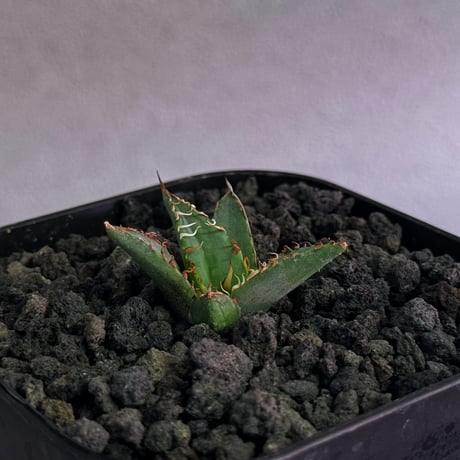 アガベチタノタブルー | STORES