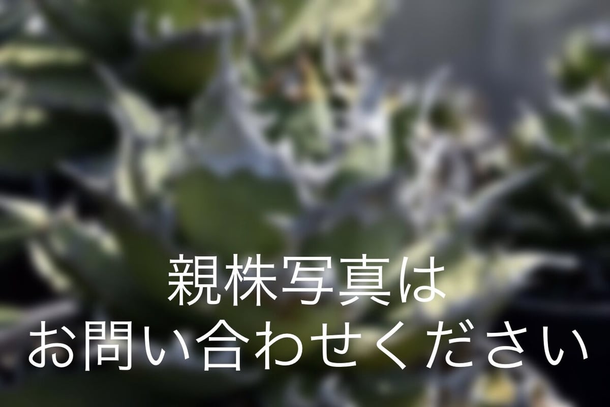 特選株】アガベ・チタノタ シーザー中-004｜agave titanota