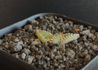 アガベ・八荒雷神|(中)-001|agave Potatorum×Macroacantha | アガベ・八荒雷神|(中)-001|agave Potatorum×Macroacantha |
