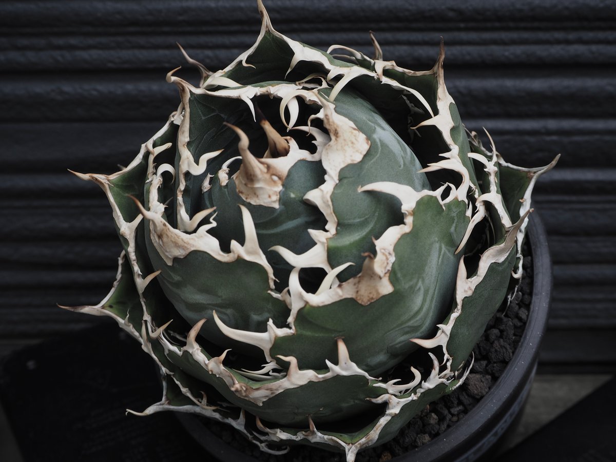アガベ・チタノタ白鯨(ボールタイプ)大-048|agave titanota アガベ・チタノタ白鯨(ボールタイプ)大-048|agave titanota